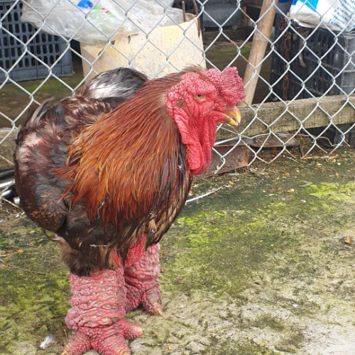 Sản phẩm phụ gà đông tảo