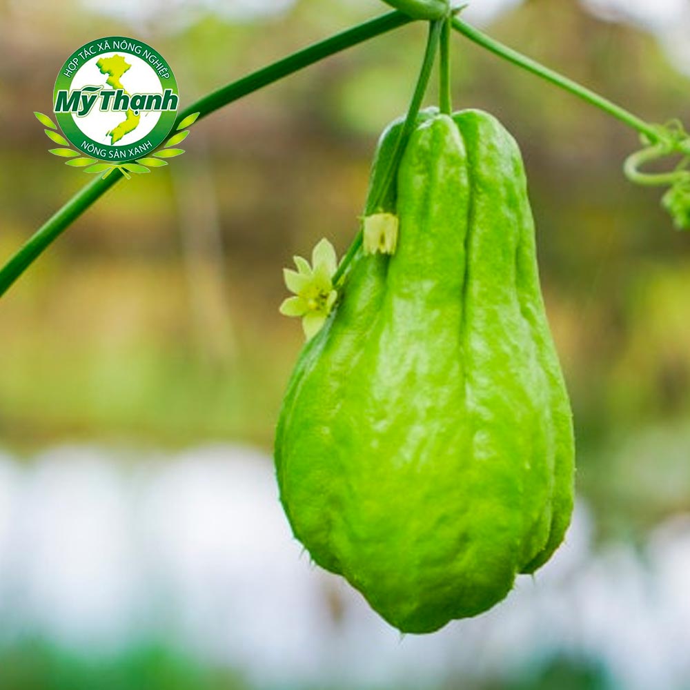 Su su nội địa Song An Food túi 500g - 600g