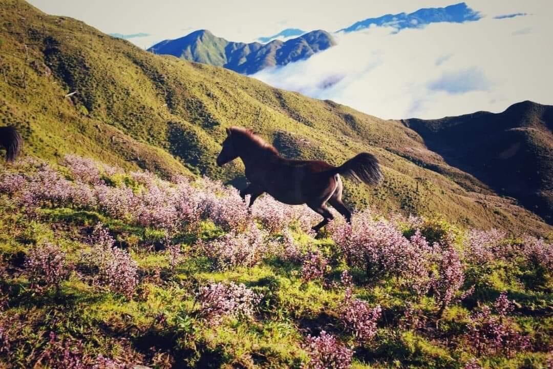 Tour ghép Trekking Tà Xùa 2N2Đ