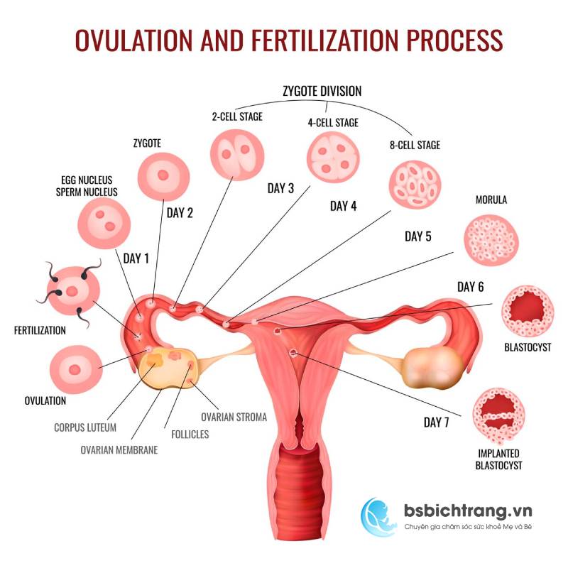 Hướng dẫn cách tính ngày rụng trứng và thời điểm dễ thụ thai