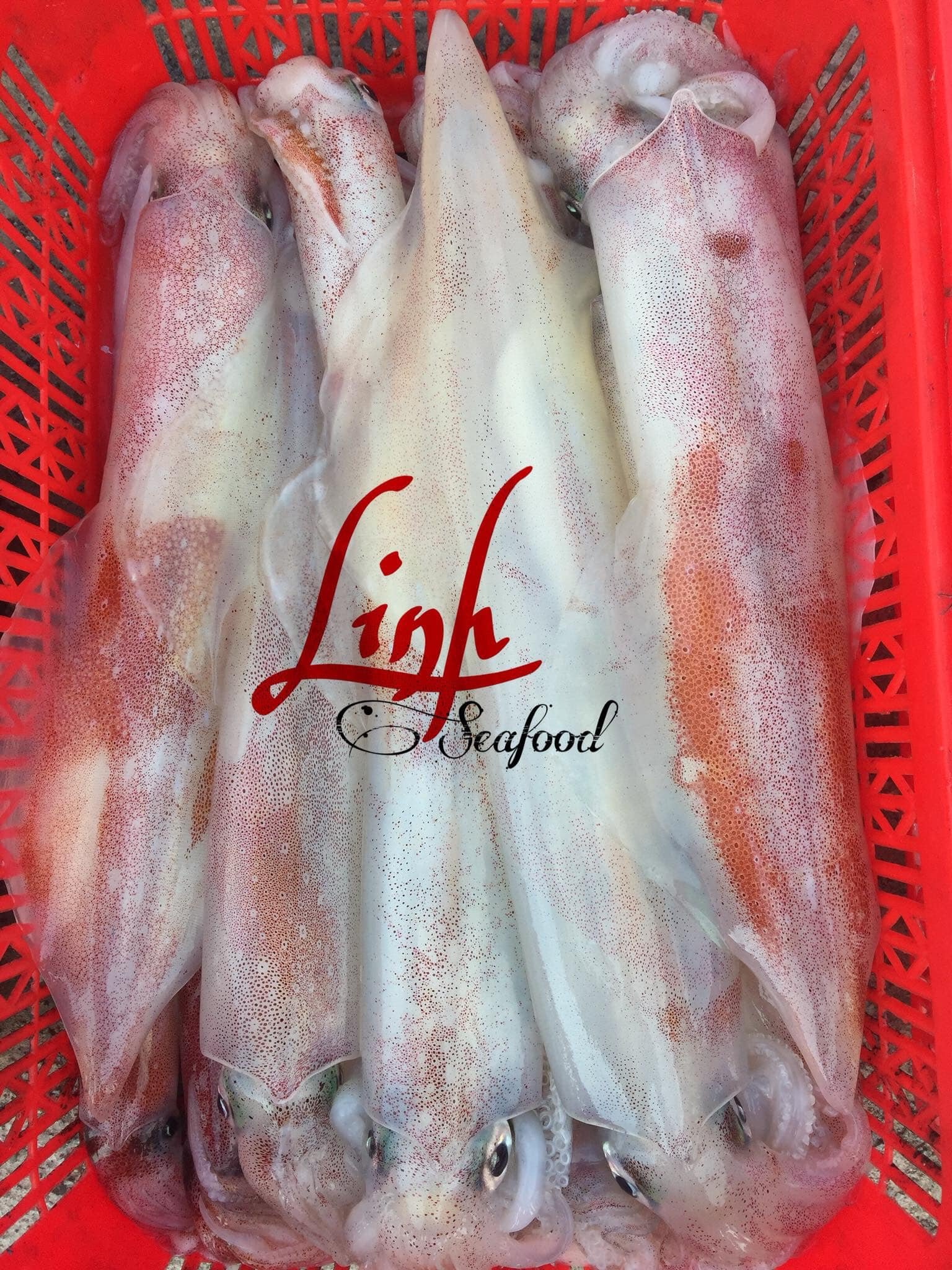 Mực tươi sống Côn Đảo