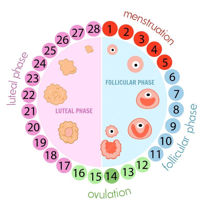 Xác định tuổi thai và phương pháp tính tuổi thai