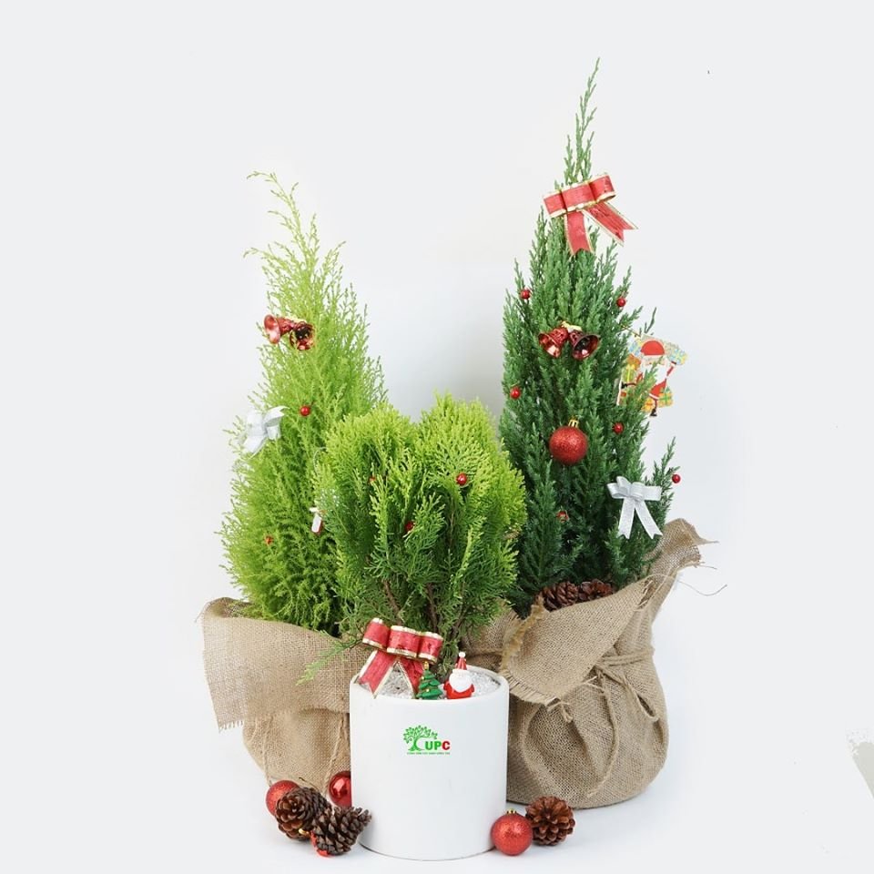 Chậu tiểu cảnh Giáng Sinh