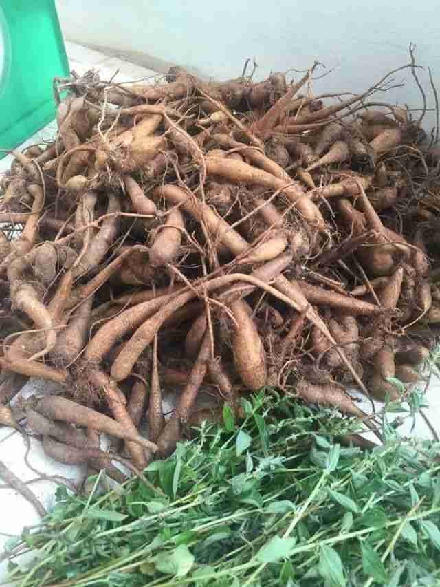 Sâm đất Côn Đảo