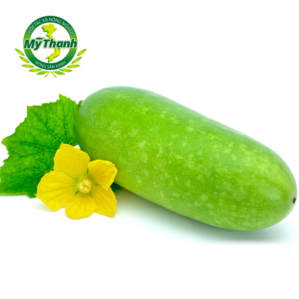 Bí xanh giống đài loan Song An Food 1 trái quấn 500g